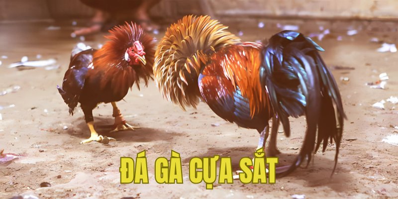 Banner www.slyclothing.vn